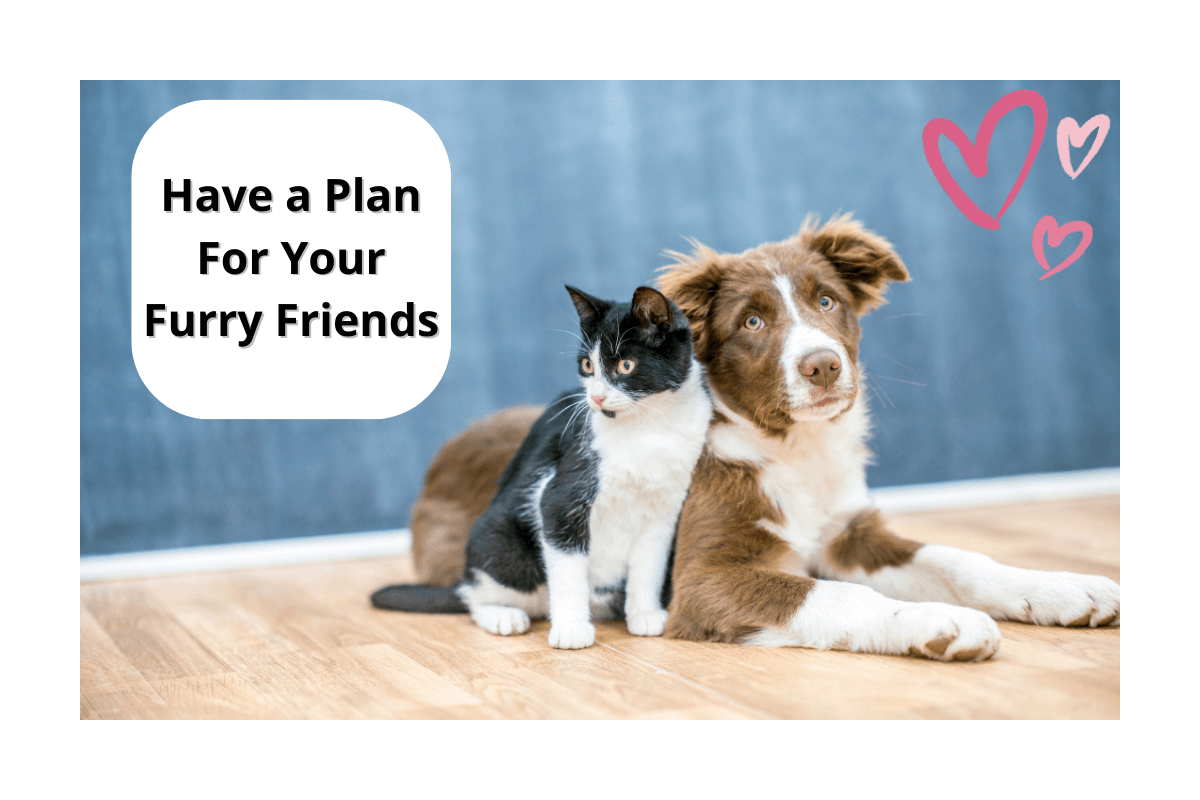 pet preparedness