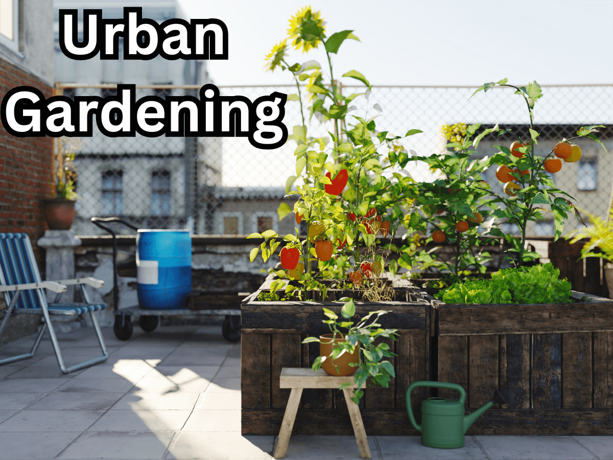 Read more about the article Creating an Oasis, Urban Survival Gardening Skills for City Dwellers