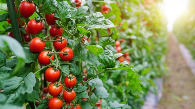 how to preserve tomatoes