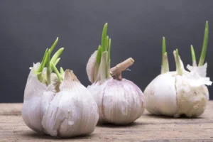 how to preserve garlic