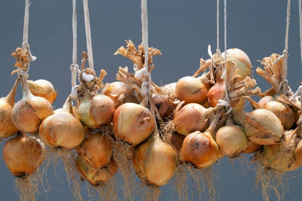 how to preserve onions