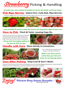 how to store and preserve strawberries