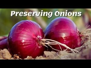 how to preserve onions