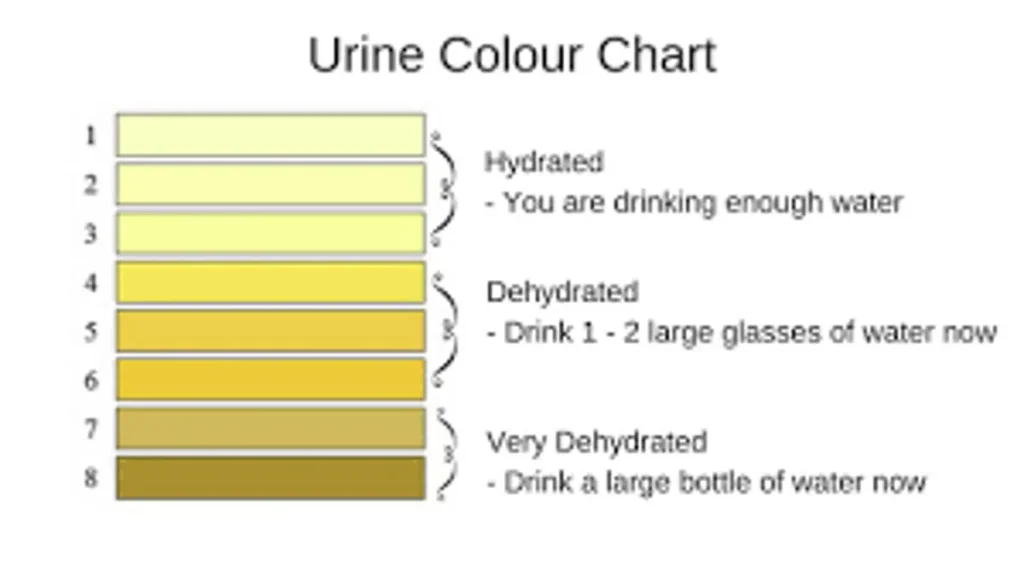 Urine colour chart showing hydration levels from healthy to dehydrated for UK preppers and emergency readiness.
